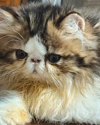 gattino persiano 