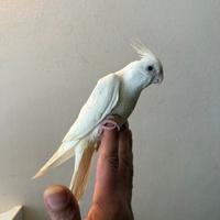 Pappagalli Calopsite