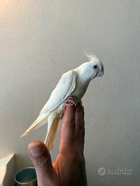 Pappagalli Calopsite