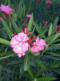 Oleandro di Taglia Grande 