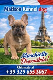 Bulldog francese maschio