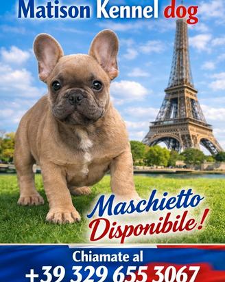 Bulldog francese maschio