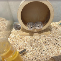 Regalasi a La Spezia hamster roborosky