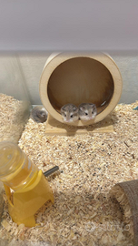 Regalasi a La Spezia hamster roborosky