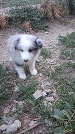 Cucciolo maschio blue merle in adozione