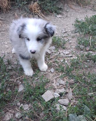 Cucciolo maschio blue merle in adozione