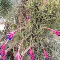 Tillandsia Aeranthos come da foto