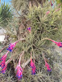 Tillandsia Aeranthos come da foto