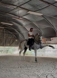 Cavallo spagnolo