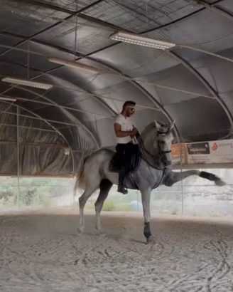 Cavallo spagnolo