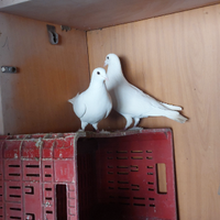 Piccioni viaggiatori