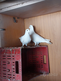 Piccioni viaggiatori