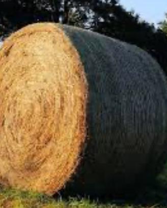 Rotoballe di fieno e di erba medica