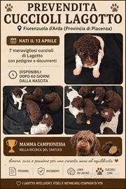 Cuccioli di lagotto