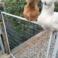 Galline