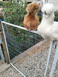 Galline