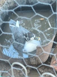 Anatre Ducks call mignon