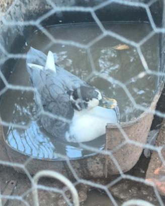 Anatre Ducks call mignon