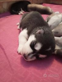 Meravigliosi cuccioli di Siberian Husky