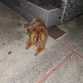 Chow chow