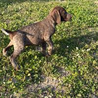 Cuccioli di Bracco Tedesco a pelo corto kurzhaar