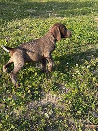 Cuccioli di Bracco Tedesco a pelo corto kurzhaar