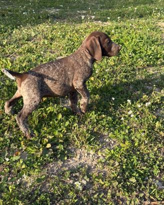 Cuccioli di Bracco Tedesco a pelo corto kurzhaar