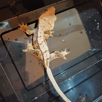 Geco ciliatus