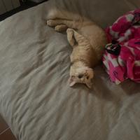 Gatto maschio a pelo lungo