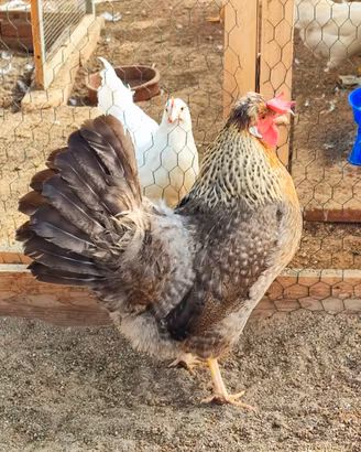 Galline legbar