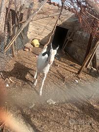 Capra