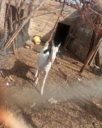 Capra