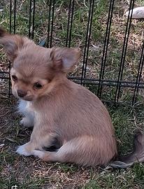 Cucciolo simil chihuahua