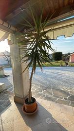 pianta tronchetto da 2,20 metrii