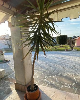 pianta tronchetto da 2,20 metrii