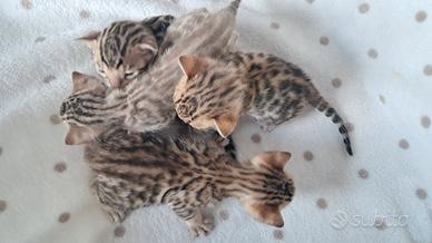 Cuccioli bengala com pedegree