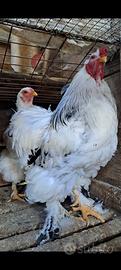 Coppia Brahma