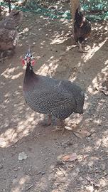 Galline faraone