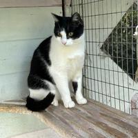 Gatto bianco e nero