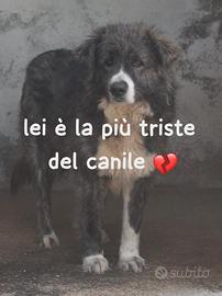 BETTY 5 ANNI 25/30 KG circa