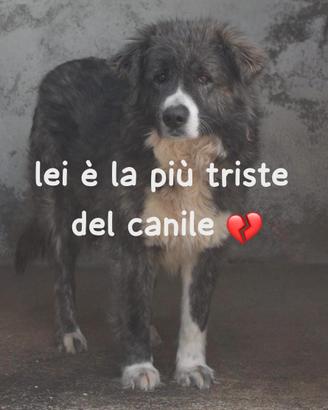 BETTY 5 ANNI 25/30 KG circa