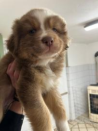 Cucciola red tricolor pastore australiano