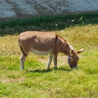 Asino di piccola taglia