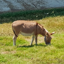 Asino di piccola taglia
