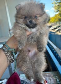 Splendido cucciolo di Pomerania Sable (nano/mini)