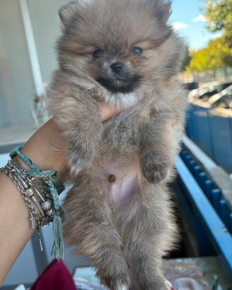 Splendido cucciolo di Pomerania Sable (nano/mini)