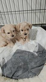 Cuccioli Maltipoo