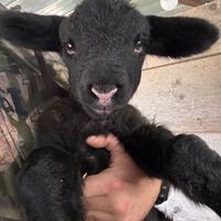 Suffolk pecora montone agnello