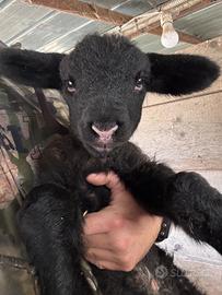 Suffolk pecora montone agnello