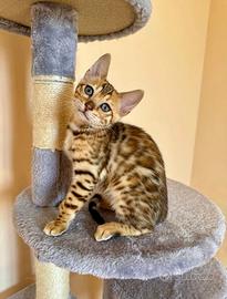 Bengal
